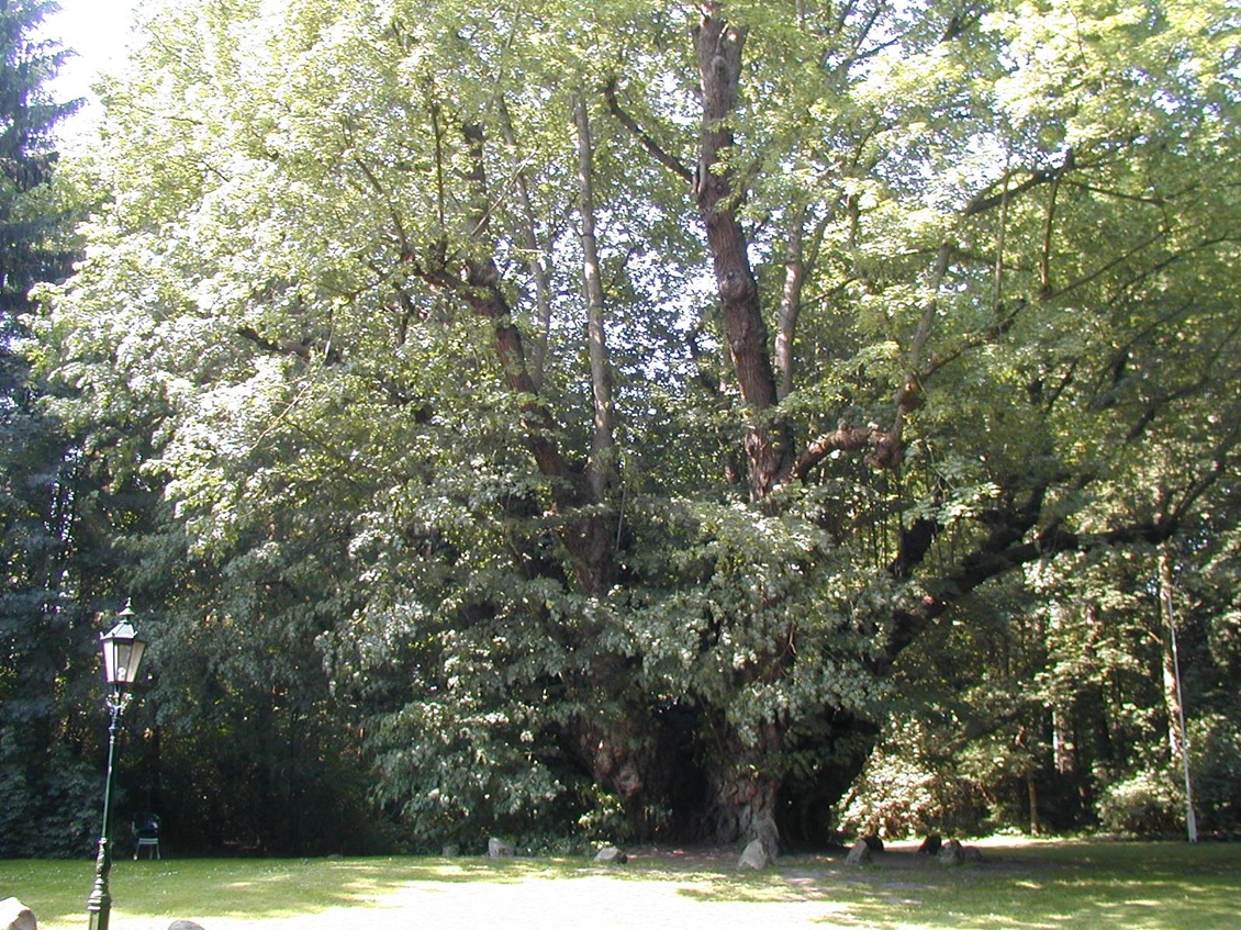 P6080135 Linde 1130
